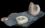 Iridescent Ammonite Fossils Mounted In Shale - x #38223-1